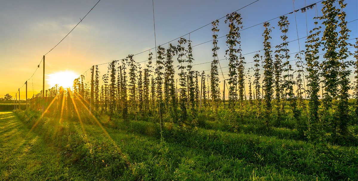 Brewers Association Funded Research Grants