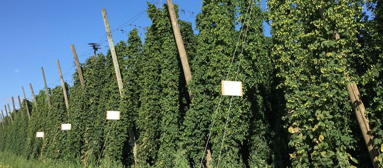 tnbnd16 world hops barley