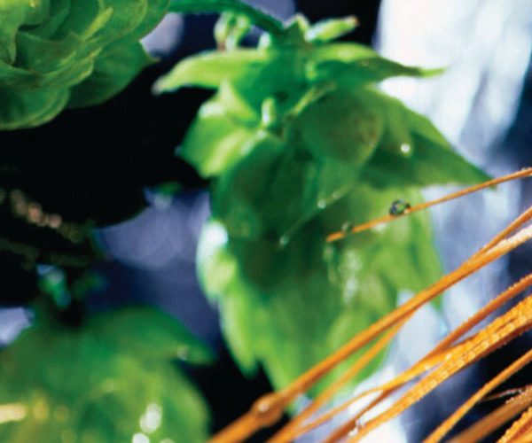 tnbnd07 Rising Costs Malts Hops1140x500