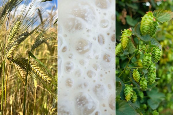 panels of barley, fermented yeast, and hops on bine side-by-side