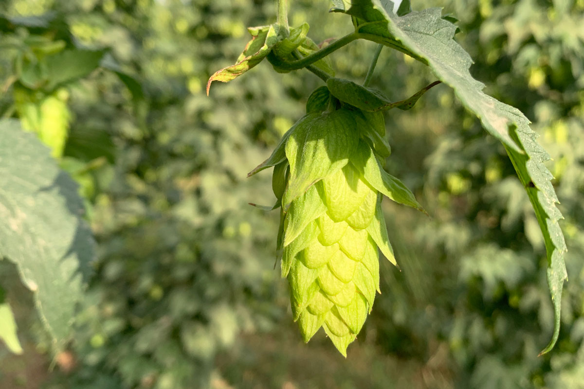 Closeup of Vera hop