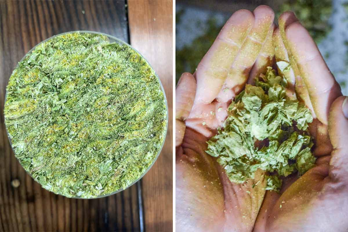 vacuum-sealed hop sample and hand-rubbed hop sample
