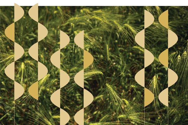 Ancient Grains