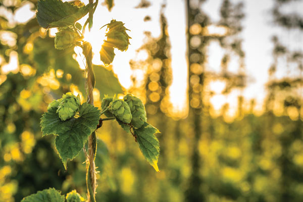 German Hops Hospitality SeptOct The New Brewer