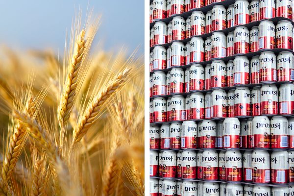 Composite image with barley closeup and stack of aluminum beer cans
