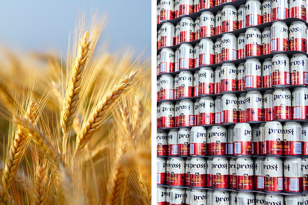 Composite image with barley closeup and stack of aluminum beer cans