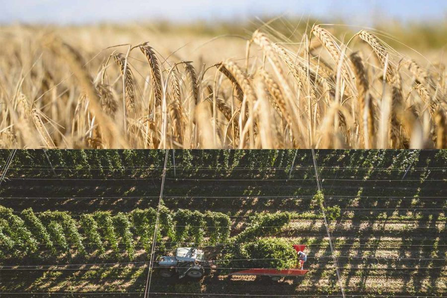 Hop and barley fields