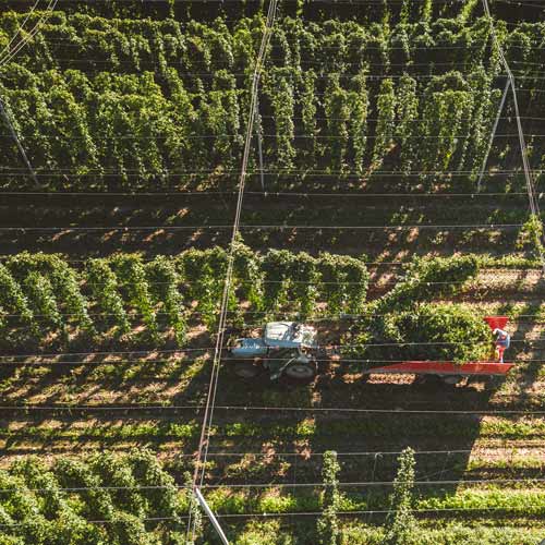 hop field with tractor at work