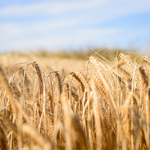 Barley field