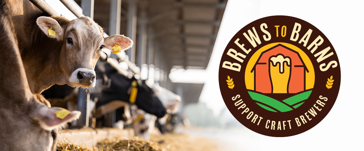 Cow gazing adorably at camera with Brews to Barns logo