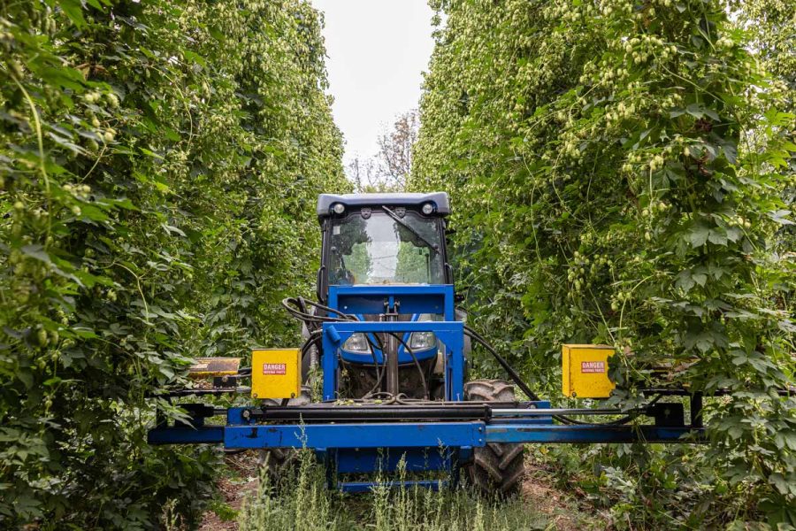 Tractor between hop bines