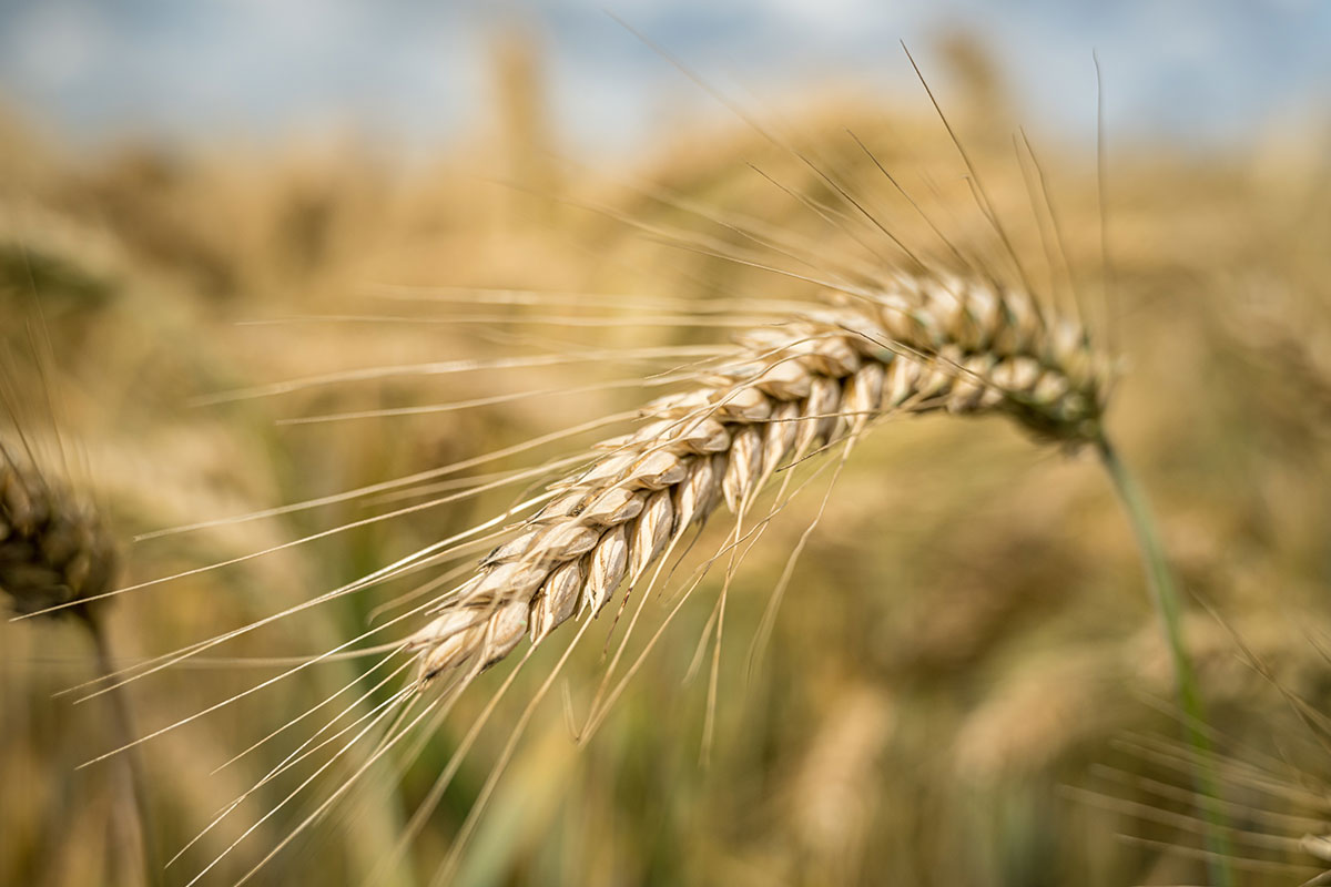 Brewers Association Selective Breeding