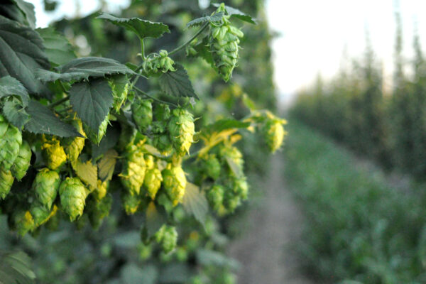 Hop Stocks