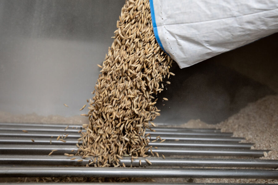 Barley