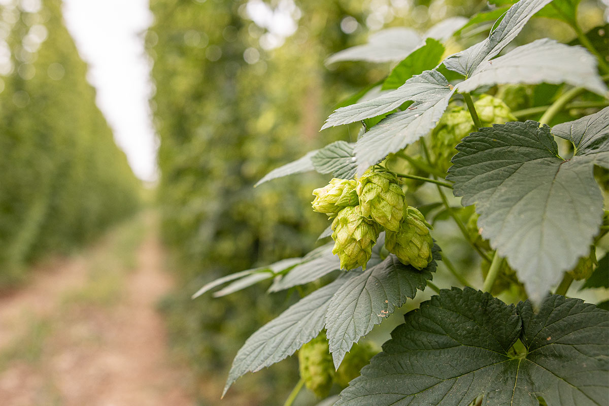 hops growing in a field