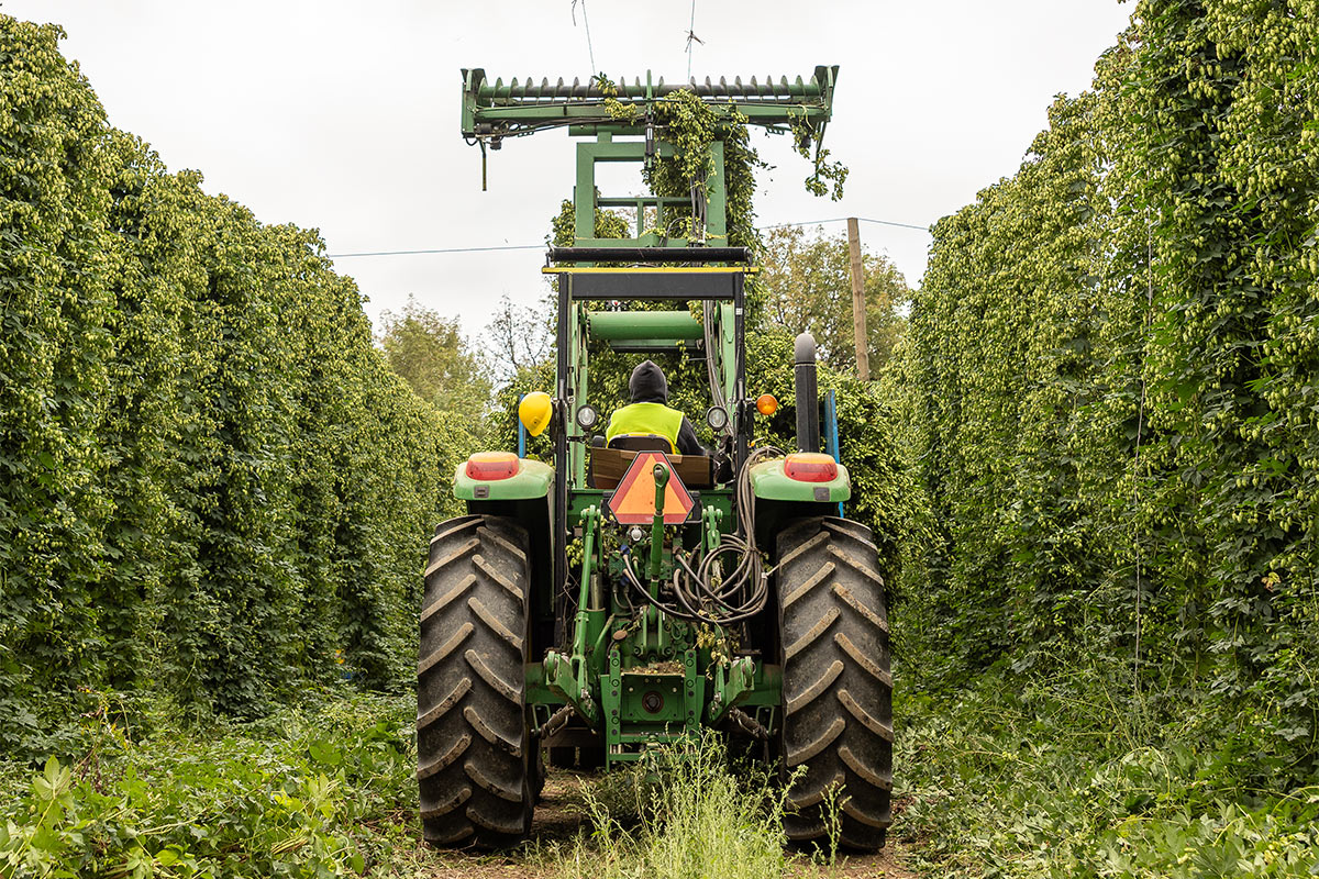 Hop farming