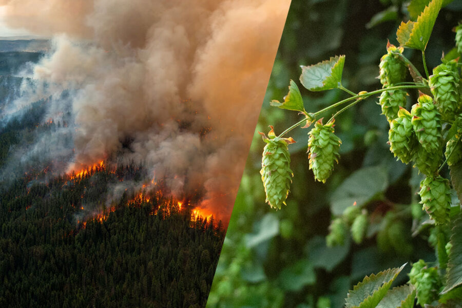 Composite image: aerial shot of a wildfire and closeup of hop cones