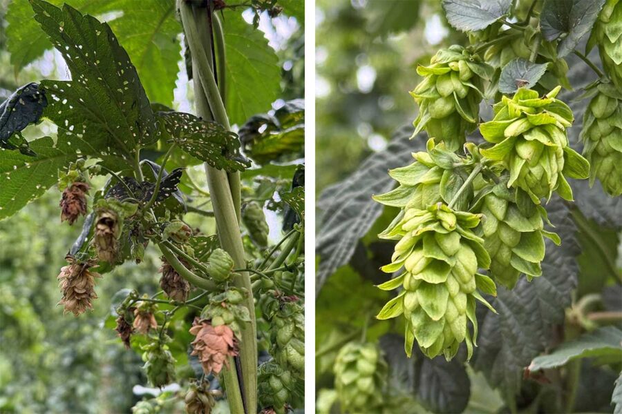 Closeup of heat-stressed and water-starved hops