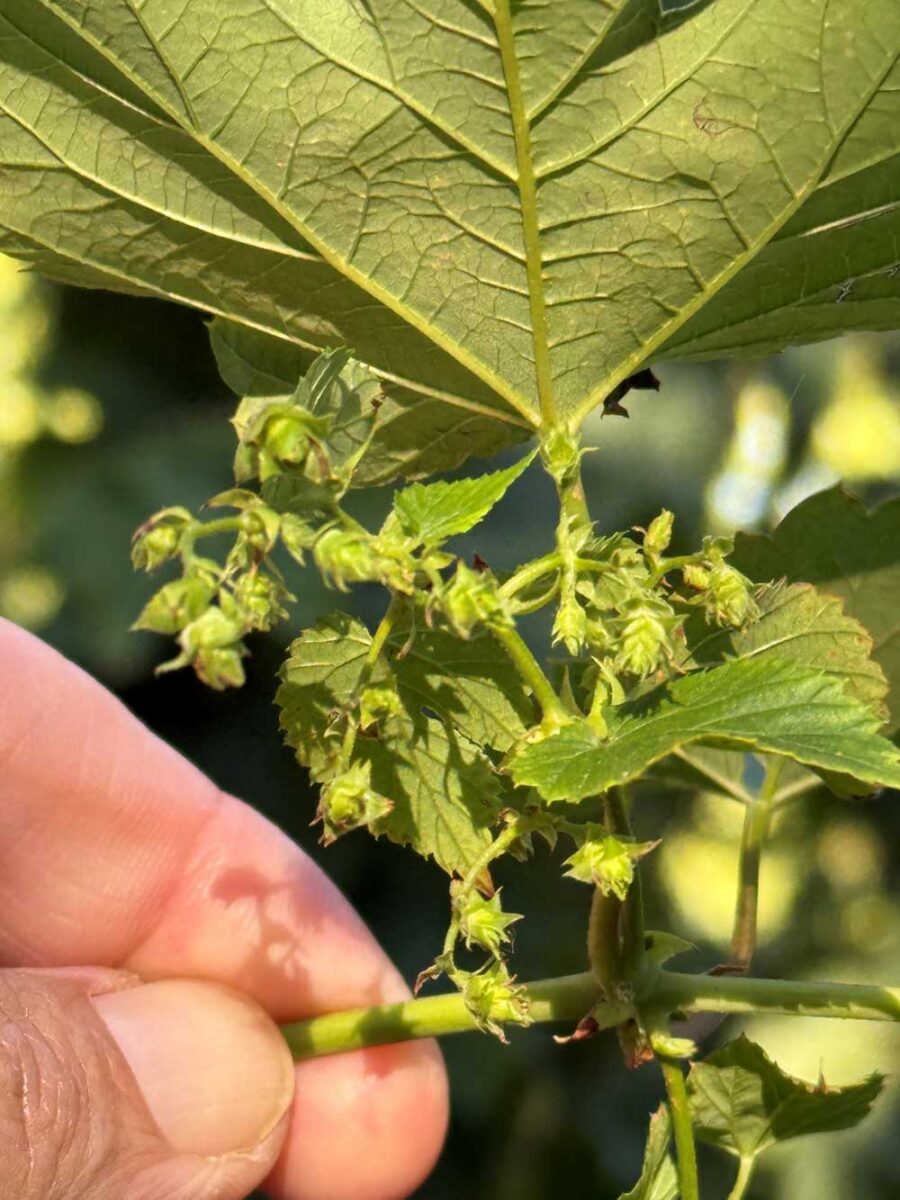 Closeup of hops